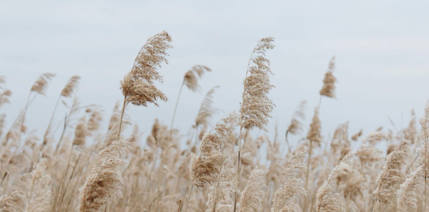 Ein Feld mit Pampasgras.